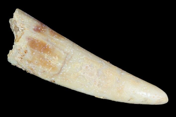 Pterosaur (Siroccopteryx) Tooth - Morocco #101694